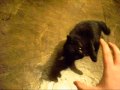Jackal on catnip