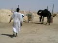 واحد سوداني يسوي نفسه قوي بغى يطرح البكرة والبكرة طرحته