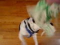 Tug Of War (Little Doggie)