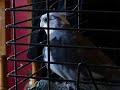 Cockatiel Singing Scotland the Brave to Dog