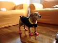 cachorro doido TECO cachorro doido TECO