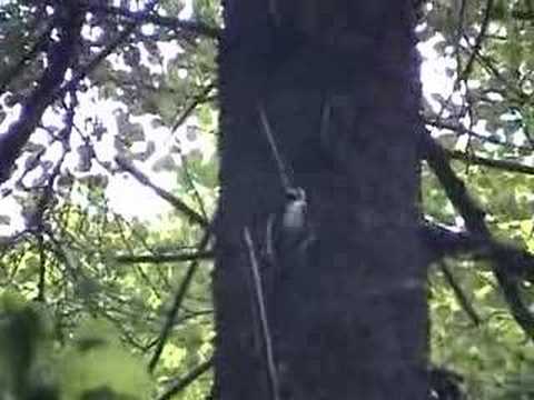 Red-breasted Flycatcher, Three-toed ...