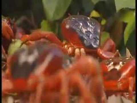 Christmas Island Pt 1