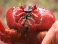 la-crab-robbery.html