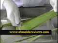 www.provendietproducts.com | Aloe Vera How to cut and extract pure aloevera plant gel and juice