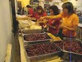 Fiesta de la Vendimia en Requena 2008