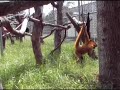 Walk Like a Man