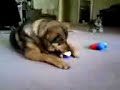Smooth Dog Switches Toy