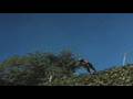 Turkey Hunting with Dolomite