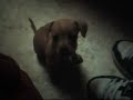 cute puppy crying