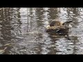 Click here to watch this video 20120425野幌森林公園大沢口前オタマの池 カルガモの寛ぎ Ⅲ.MOV