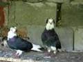 Black Shiny Feather