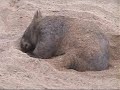 wombat getting comfortable