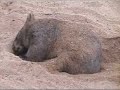 A wombat in Australia Zoo doing what it's best at...