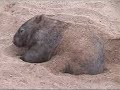 wombat getting comfortable