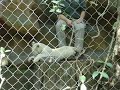 playing cub playing cub