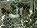 videos de playing cub