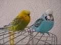 The Budgies who say: \"Ni\" The Budgies who say: \"Ni\"