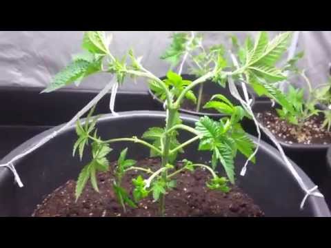 how to properly lst cannabis