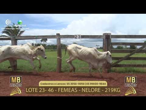 533� LEIL�O VIRTUAL MB LEIL�ES