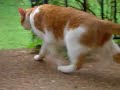 Cat outside my house