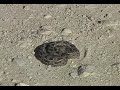 Bitis armata research-First specimen found in 2003