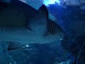 KLCC Aquaria