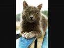 cats cats