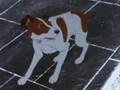 Plague Dogs - The Plagues