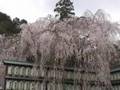 2007 Sakura (Cherry Blossom), Ooishi-jinja Shrine