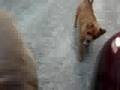 videos de Athena & Lai Xi 