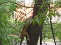 Click here to watch this video Cat in the Neem tree