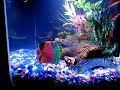 Green Spotted Puffers and Mollies