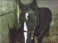 A horse video by Spangles96 && Katee810
