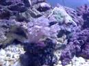 Video of Pulsing Xenia