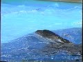 Orca Endorses OBAMA!