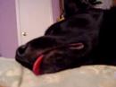 眠りイヌ動画