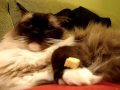 Wildside Salmon Treat and Caymus, a 5-year old Ragdoll cat