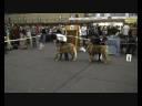 Riga Dog Show 2008