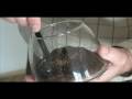 Cat poop coffee: Kopi Luwak