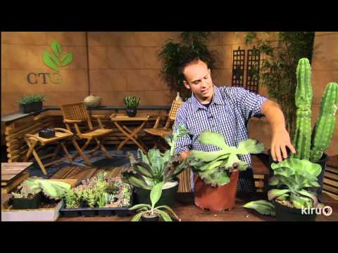 how to replant cut succulents