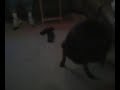 cocoa