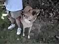 German Sheperd/chow mix with mini Rat Terrier