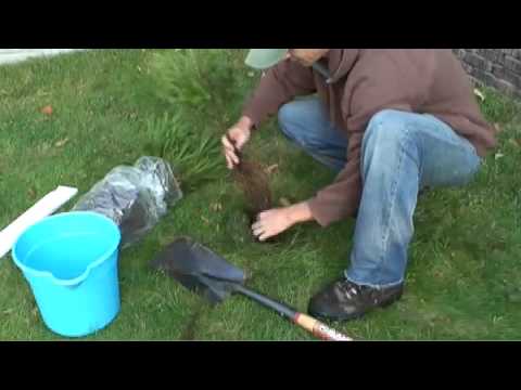 how to transplant a evergreen tree