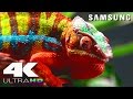 4K ULTRA HD | SAMSUNG UHD DEMO: NATURE IN 4K