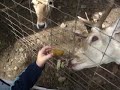 noah and great gram feeding deer