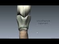 Larynx - Ligaments, Membranes, Vocal Cords - 3D Anatomy Tutorial