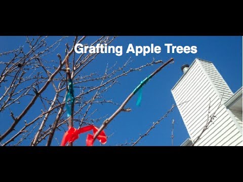 how to fertilize sugar apple tree