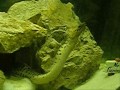 Feeding Frenzy 3