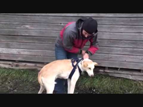 how to fit x back dog harness